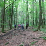 Buchenwald Kernzone Rhön