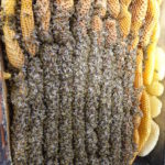 Bienenkiste