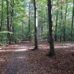 Waldweg