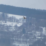 Rotmilan in der bayerischen Rhön im Winter