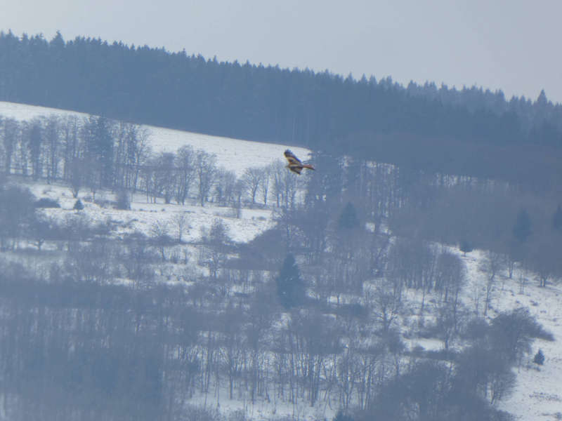 Rotmilan in der bayerischen Rhön im Winter