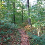 Keltenwanderweg rund um Stollburg