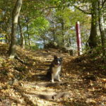 Merle im Steigerwald