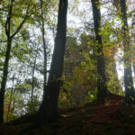 Ruine Stollburg im Wald