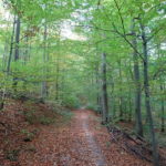 Waldweg Keltenweg um Handthal