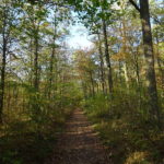 Waldwanderweg Traumrunde Sulzfeld