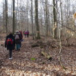 Buchenwald Wanderweg Steigerwald Handthal