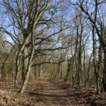 Waldwanderweg Ruine Speckfeld Markt Einersheim Traumrunde Iphofen