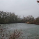 Silberreiher auf Wanderung Weininsel