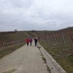 Wein Wanderweg nach Volkach