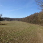 Baum auf Wanderweg von Iphofen zur Ruine Speckfeld nach Birklingen Am See Singles gemeinsam Outdoor Bayern