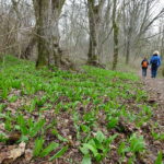 Bärlauchwald Wanderung für Singles gemeinsam unterwegs Aktiv in Unterfranken Bayern Iphofen