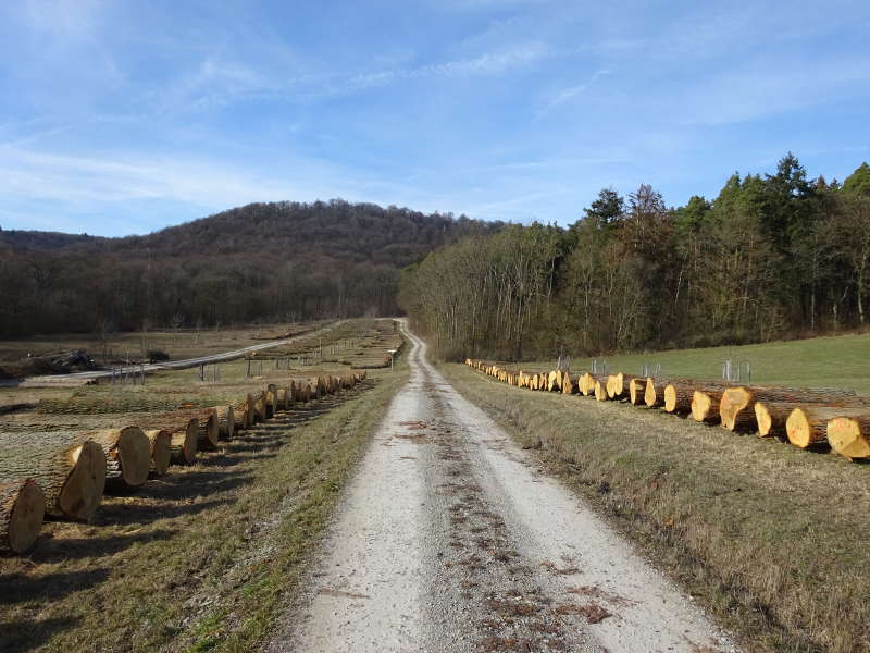 Holzwirtschaft im Mittelwald auf unserer Wanderung Singles gemeinsam aktiv unterwegs in Unterfranken Bayern