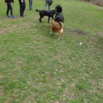 Hunde auf Singles Wandern in Unterfranken Ruine Speckfeld Bayern Outdoor Event mit Aktivitäten