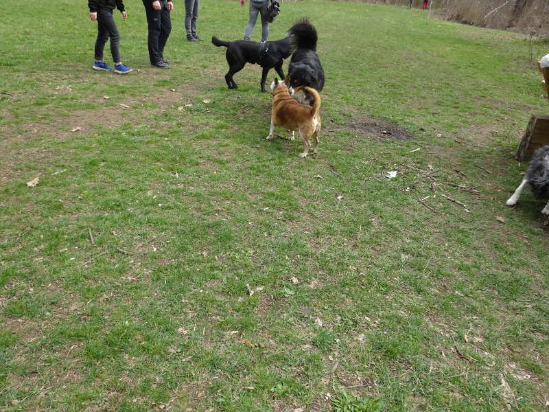 Hunde auf Singles Wandern in Unterfranken Ruine Speckfeld Bayern Outdoor Event mit Aktivitäten