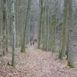 Laubwald Buchenwald Biosphärenreservat Kernzone Unterfranken Single Wanderung