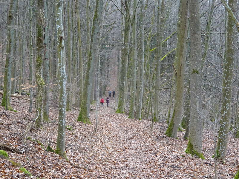 Laubwald Buchenwald Biosphärenreservat Kernzone Unterfranken Single Wanderung