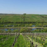 Main Wanderung Stammheim Eselsberg nach Volkach Gaibach