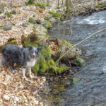 Merle Border Collie Sonja am Elsbach auf Wanderung Fasching Rhön Buchenwald Gangolfsberg Oberelsbach Schweinfurter Haus Kernzone Umweltbildung