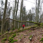 Querfeldein Gangolfsberg Totholz Single Wandern Prismenwand Buchenwald Kernzone