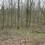 Singlewandern im Bärlauchwald Steigerwald Mittelwald Iphofen Schwanberg Unterfranken in Bayern Singles gemeinsam unterwegs Augustiner Am See