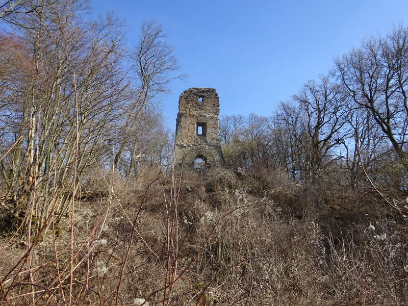 Ruine Speckfeld im Mittelwald Bärlauch Markt Einersheim Bullenberg Weinberge Unterfranken Singlewanderung
