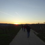 Wandern zur Vogelsburg mit Aussicht auf Weininsel und Volkacher Mainschleife durch Astheim Escherndorfer Lump Unterfranken Singles gemeinsam