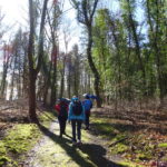 Wandern durch Laubwald in Würzburg zur Frankenwarte auf dem Nikolausberg Singles unterwegs per Rucksack im März in Bayern