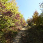 Wanderweg nach Veitshöchheim über Schenkenturm