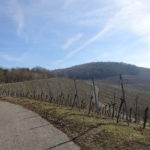 Richtung Schlossberg zur Ruine Speckfeld bei Markt Einersheim am Bullenberg im Steigerwald Unterfranken Iphofen terrior f