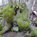 Wurzel Wandern Thüringer Hütte im Wald Unterfranken Bayern Rhön Singlewanderung an Fasching