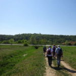 Wandern Hallburg am Main Weininsel Singles Wandern