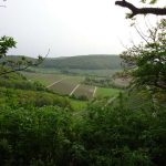 Weinberge rund um Castell in Unterfranken Singlewanderung Traumrunde